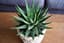 Succulent plant reference